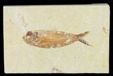 Cretaceous Fossil Fish (Ctenodentelops?) - Nammoura Quarry #162813-1